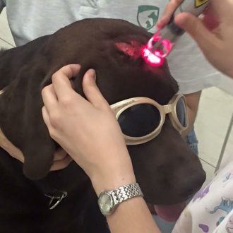 laser-veterinario
